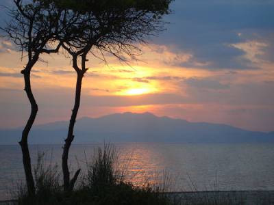 Πρίνος